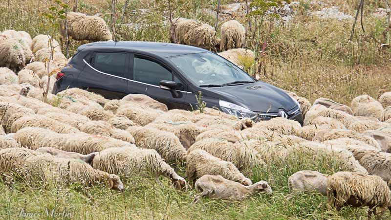 sheep and car in puglia