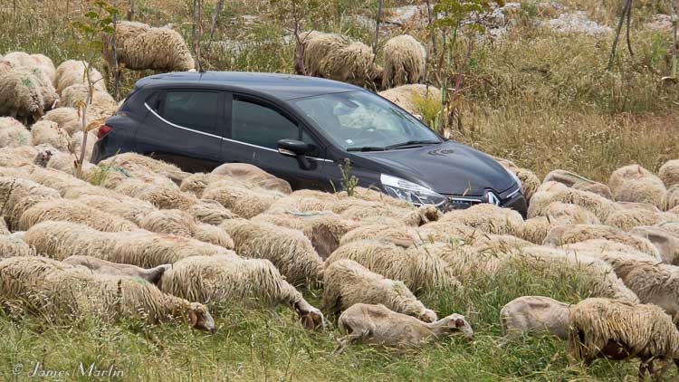 sheep and car