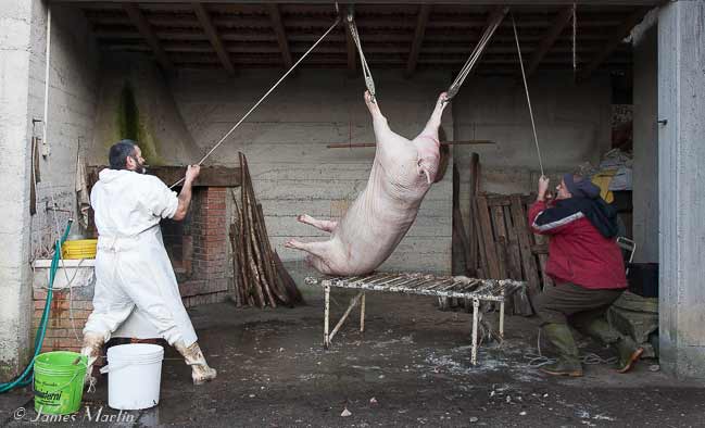 pig butchery