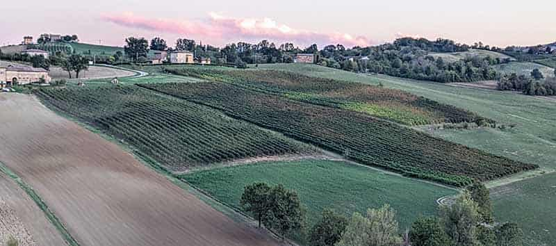 vignobles de lambrusco 