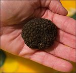 black truffle picture