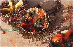 ricci, sea urchins