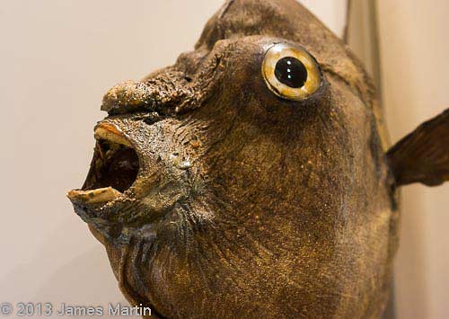 ocean sunfish picture