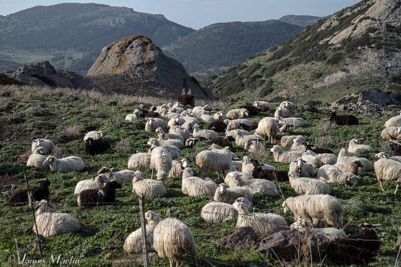 sheep in sardinia